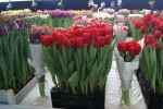 [Tulipa Red Label (2).jpg]